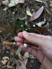 Actinotus minor