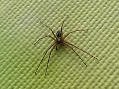 Philodromus cespitum