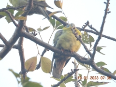 Treron phoenicopterus