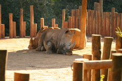Rhinocerotidae