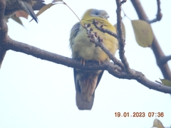 Treron phoenicopterus