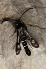 Pyropteron aistleitneri