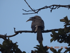 Ocyceros birostris