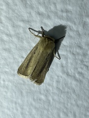 Noctuidae