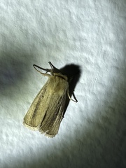 Noctuidae