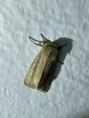 Noctuidae