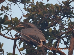 Ocyceros birostris