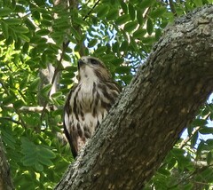 Buteo trizonatus