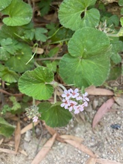 Pelargonium australe