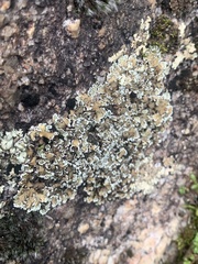 Cladonia foliacea