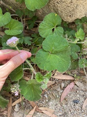 Pelargonium australe