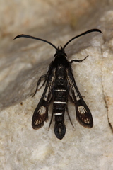 Pyropteron aistleitneri