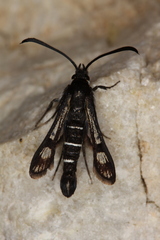 Pyropteron aistleitneri