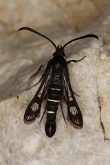 Pyropteron aistleitneri