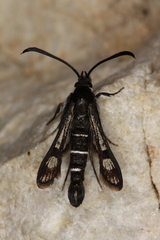 Pyropteron aistleitneri