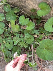 Pelargonium australe