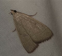 Hypsopygia albidalis