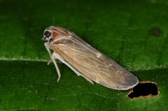 Synecdoche impunctata