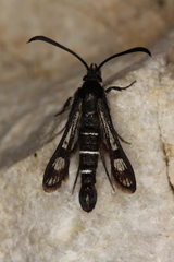Pyropteron aistleitneri