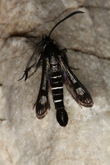 Pyropteron aistleitneri
