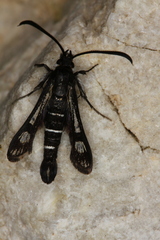 Pyropteron aistleitneri
