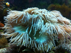 Catalaphyllia jardinei