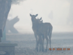 Boselaphus tragocamelus