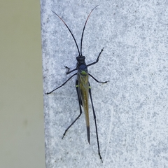 Aganacris nitida