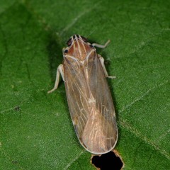 Synecdoche impunctata