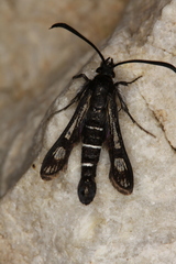 Pyropteron aistleitneri