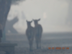 Boselaphus tragocamelus