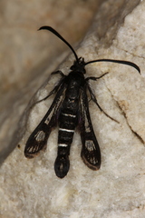 Pyropteron aistleitneri
