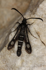 Pyropteron aistleitneri