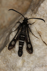 Pyropteron aistleitneri