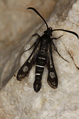 Pyropteron aistleitneri