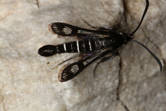 Pyropteron aistleitneri