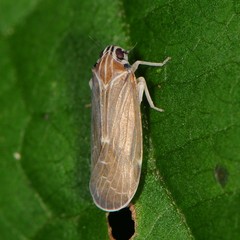 Synecdoche impunctata