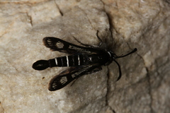 Pyropteron aistleitneri