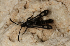 Pyropteron aistleitneri