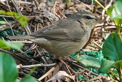 Phylloscopus fuscatus