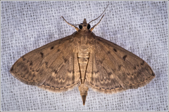 Herpetogramma licarsisalis