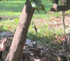 Anthracothorax nigricollis