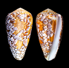Conus behelokensis