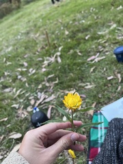 Xerochrysum