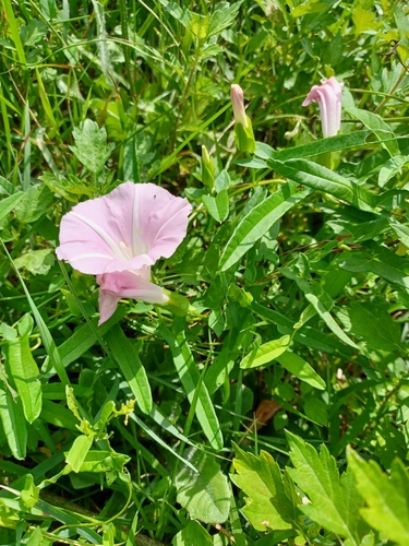 Calystegia pubescens f. major iNat (2)