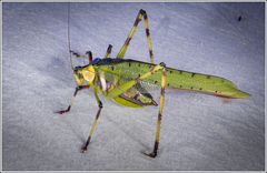 Ephippitytha trigintiduoguttata