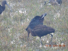 Plegadis falcinellus