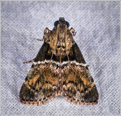 Orthaga thyrisalis