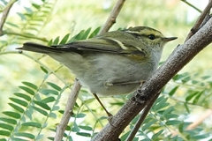 Phylloscopus proregulus