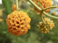Buddleja globosa